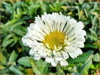 Leucanthemum &#39;Real Neat&#39;