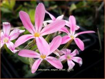 Phlox adsurgens &#39;Wagon Wheel&#39;