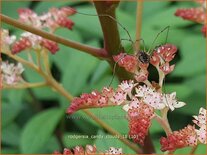 Rodgersia &#39;Candy Clouds&#39;