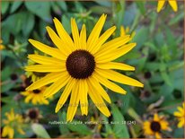 Rudbeckia fulgida &#39;Viette&#39;s Little Suzy&#39;