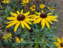 Rudbeckia fulgida &#39;Viette&#39;s Little Suzy&#39;