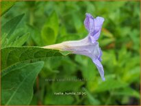 Ruellia humilis