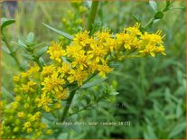 Solidago shortii &#39;Solar Cascade&#39;