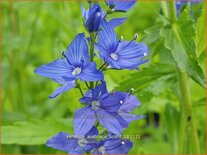 Veronica austriaca &#39;Azurit&#39;