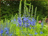 Veronica austriaca &#39;Azurit&#39;