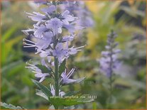 Veronica longifolia &#39;Zoe&#39;