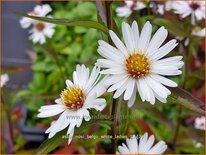 Aster novi-belgii &#39;White Ladies&#39;