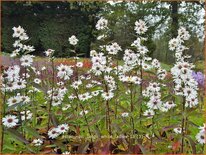 Aster novi-belgii &#39;White Ladies&#39;