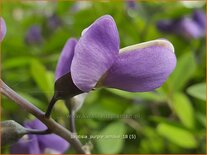 Baptisia &#39;Purple Smoke&#39;