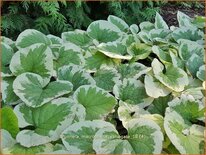 Brunnera macrophylla &#39;Variegata&#39;