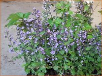 Calamintha nepeta &#39;Marvelette Blue&#39;