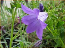 Campanula &#39;Birch Hybrid&#39;