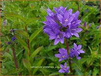 Campanula glomerata &#39;Acaulis&#39;