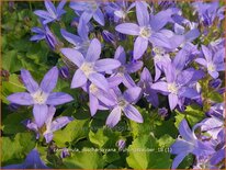 Campanula poscharskyana &#39;Frühlingszauber&#39;