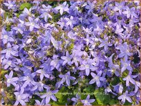 Campanula poscharskyana &#39;Frühlingszauber&#39;