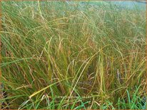 Carex calotides