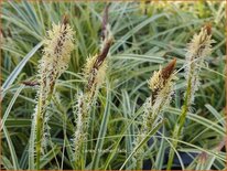 Carex &#39;Feather Falls&#39;