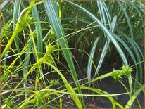 Carex grayi