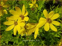 Coreopsis &#39;Johannes&#39;