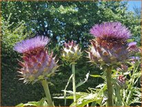 Cynara scolymus