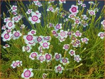 Dianthus deltoides &#39;Arctic Fire&#39;