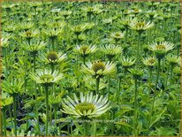 Echinacea purpurea &#39;Green Jewel&#39;