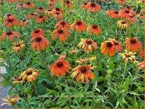 Echinacea purpurea &#39;Tangerine Dream&#39;