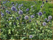 Echinops bannaticus &#39;Taplow Blue&#39;