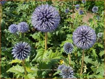 Echinops bannaticus &#39;Taplow Blue&#39;