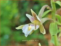 Epipactis palustris