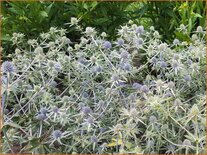 Eryngium tripartitum