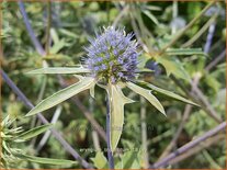 Eryngium tripartitum