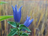 Gentiana asclepiadea