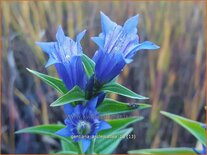 Gentiana asclepiadea