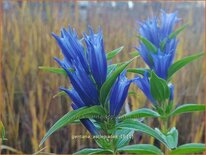 Gentiana asclepiadea