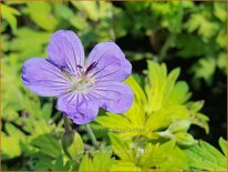 Geranium &#39;Blue Sunrise&#39;