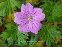 Geranium &#39;Blushing Turtle&#39;