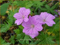 Geranium &#39;Blushing Turtle&#39;