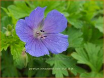 Geranium himalayense &#39;Baby Blue&#39;