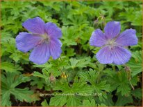 Geranium himalayense &#39;Baby Blue&#39;