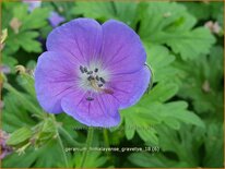 Geranium himalayense &#39;Gravetye&#39;