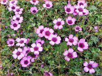 Geranium &#39;Jolly Jewel Silver&#39;