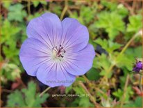 Geranium &#39;Rozanne&#39;