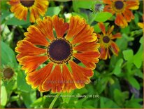 Helenium &#39;Moerheim Beauty&#39;