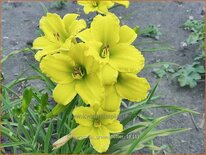 Hemerocallis &#39;Green Flutter&#39;