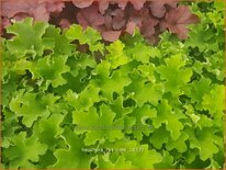 Heuchera &#39;Rex Lime&#39;