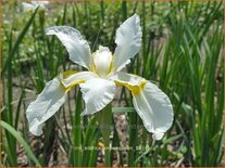 Iris sibirica &#39;Snow Queen&#39;