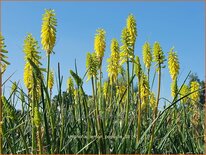 Kniphofia &#39;Lemon Popsicle&#39;