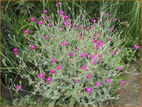 Lychnis coronaria