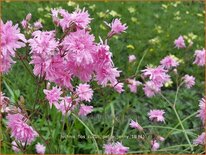 Lychnis flos-cuculi &#39;Petite Jenny&#39;